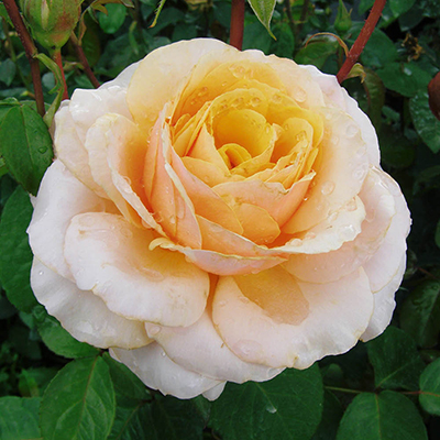 Harkness Rose 'You're One In A Million' �