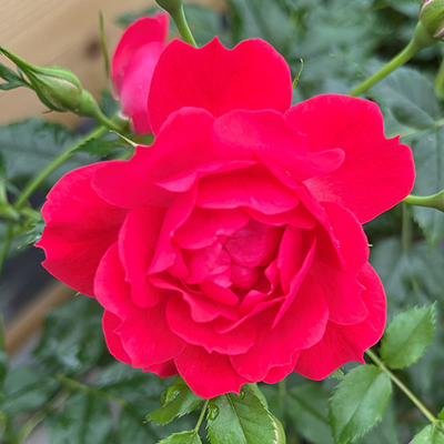 Harkness Rose 'Raspberry Royale'