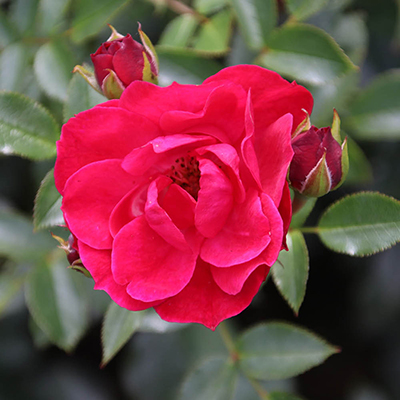 Harkness Roses - Matthew's Rose