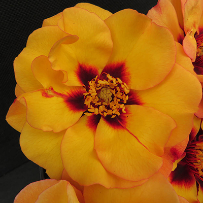 Harkness Roses - George's Rose