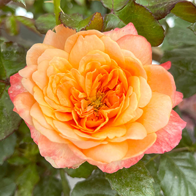 Harkness Rose 'Samaritan' �