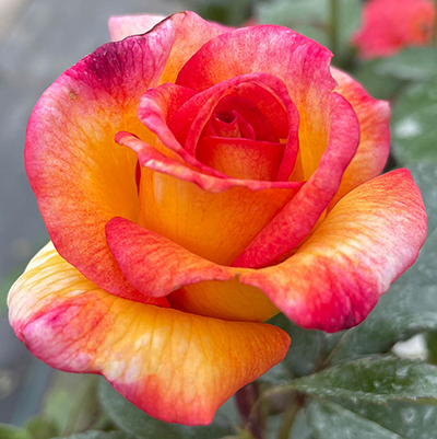 Harkness Rose 'Happy & Safe Diwali'