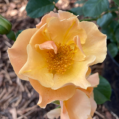 Harkness Roses - Sharon's Rose