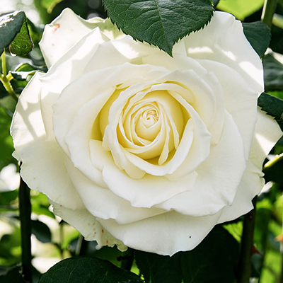 Harkness Rose 'White Patio'