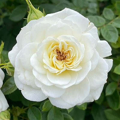 Harkness Rose 'Silver Wedding Celebration'