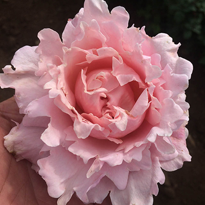 Rose 'King Charles Coronation'