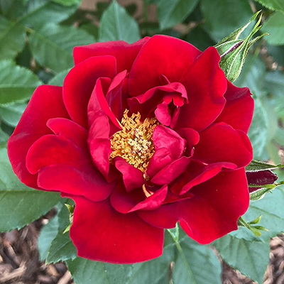 Harkness Rose 'Special Dad' �