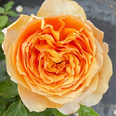 Harkness Rose 'Always In Our Thoughts'