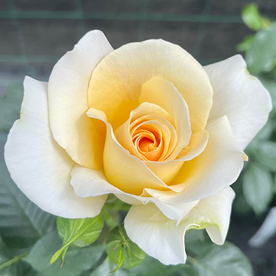 Harkness Rose 'At Peace' �