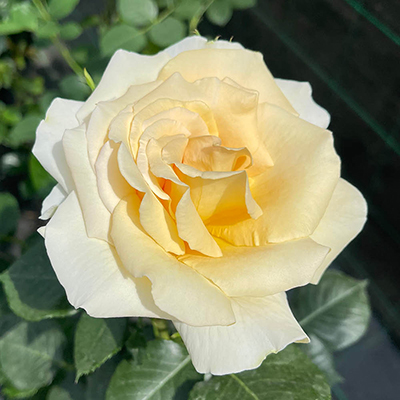 Harkness Rose 'Best Teacher Ever'