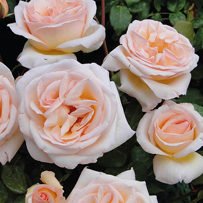 Harkness Rose 'Many Happy Returns' �