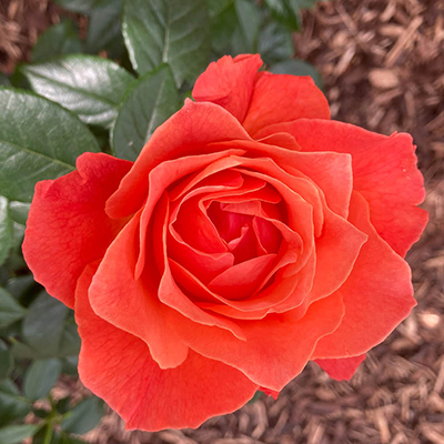 Harkness Rose 'Word Forest Fellowship'