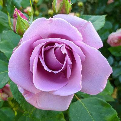 Harkness Rose 'The Birthday Boy' �