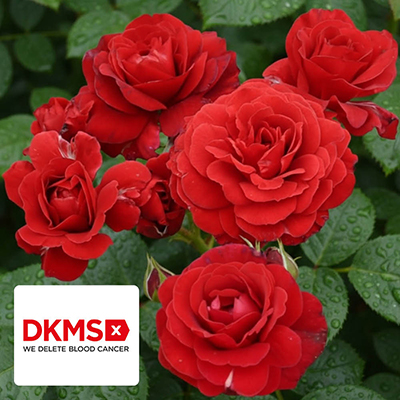 Harkness Rose 'Stems of Hope'