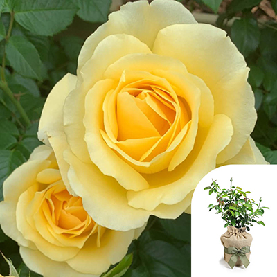 Gift Wrapped Harkness Rose 'Golden 50th Wedding Anniversary' �