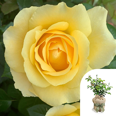 Gift Wrapped Harkness Rose 'Alfie Boe' �