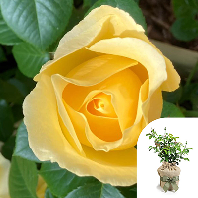 Gift Wrapped Harkness 'Fab at 65' � Birthday Rose