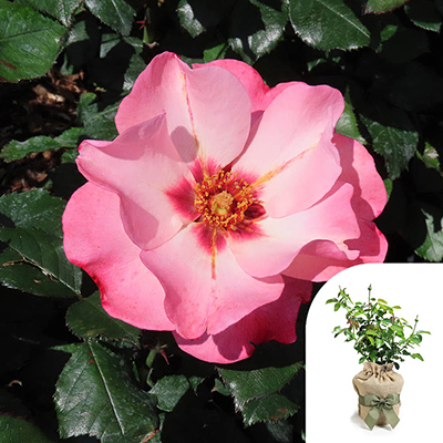 Gift Wrapped Harkness Rose 'A Sight For Sore Eyes' �