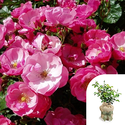 Gift Wrapped Angela's Rose