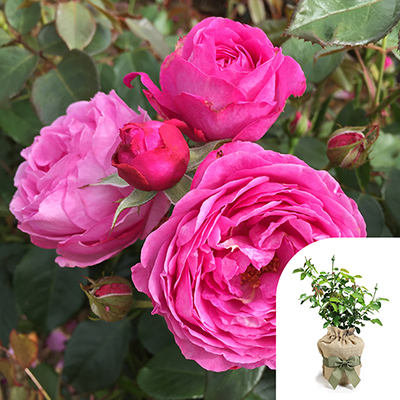 Harkness Roses - Gift Wrapped Edward's Rose