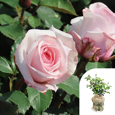 Harkness Roses - Gift Wrapped Linda's Rose