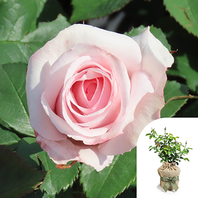 Gift Wrapped Harkness Rose 'Scents of Beauty'