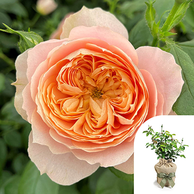 Harkness Roses - Gift Wrapped 'Born Free' Rose �