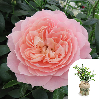 Harkness Roses - Gift Wrapped Denise's Rose