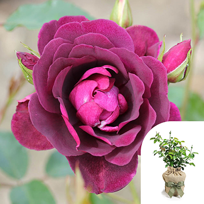 Gift Wrapped Rose 'Burgundy Ice'