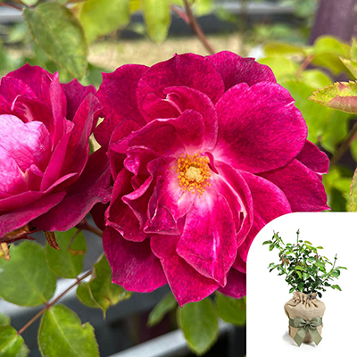 Gift Wrapped Harkness Rose 'Bee Humble' �