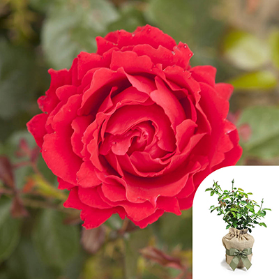 Gift Wrapped Harkness Rose 'Carmen' �