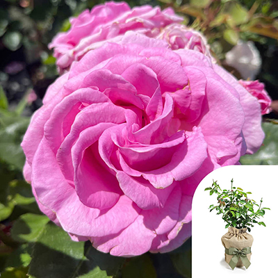 Harkness Roses - Gift Wrapped Susan's Rose