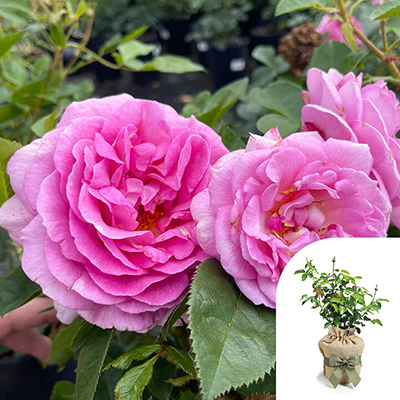 Gift Wrapped Harkness Rose 'Celebrating Life' �