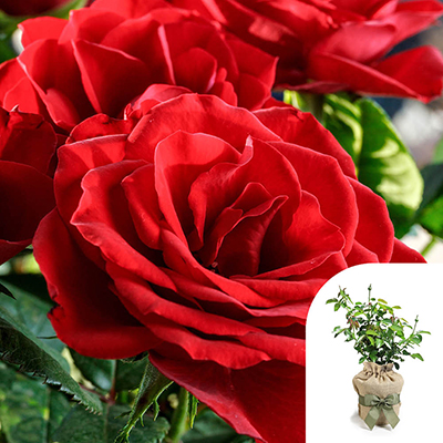 Gift Wrapped Harkness Rose 'Happy Birthday Red' �