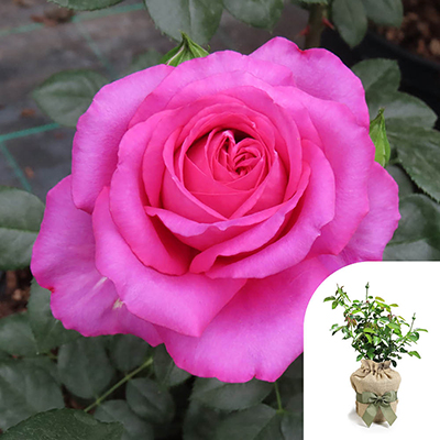 Gift Wrapped Harkness 'Fab at 70' � Birthday Rose
