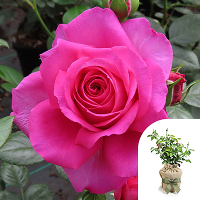 Harkness Roses - Gift Wrapped Kirsty's Rose