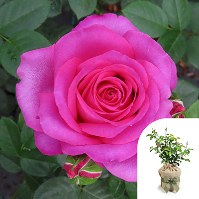 Harkness Roses - Gift Wrapped Kelly's Rose