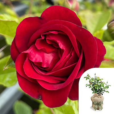 Gift Wrapped Harkness Rose 'Cumberland'