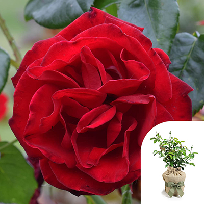 Gift Wrapped Climbing Rose 'Dublin Bay'