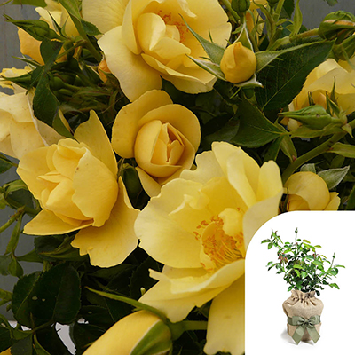 Harkness Roses - Gift Wrapped Noah's Rose