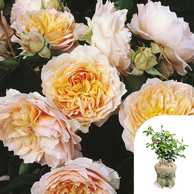 Gift Wrapped Harkness Rose 'Ginger Syllabub'