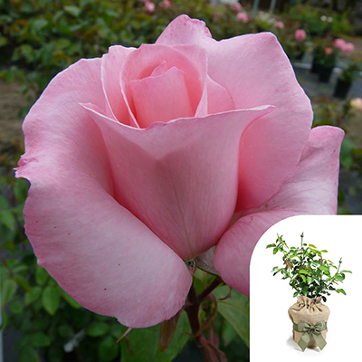 Harkness Roses - Gift Wrapped Amelia's Rose