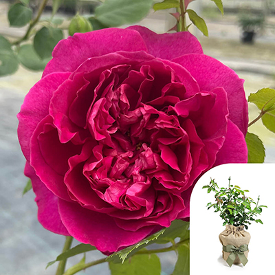 Gift Wrapped Harkness Rose 'Harkness Heritage' �
