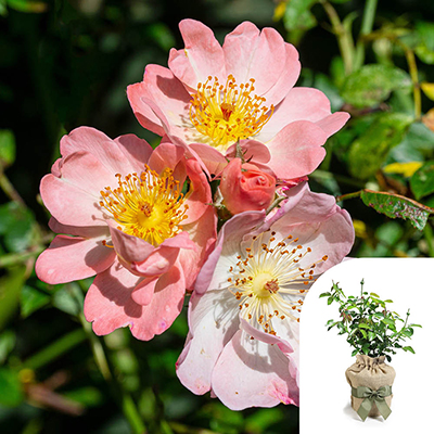 Gift Wrapped Climbing Rose 'Open Arms'