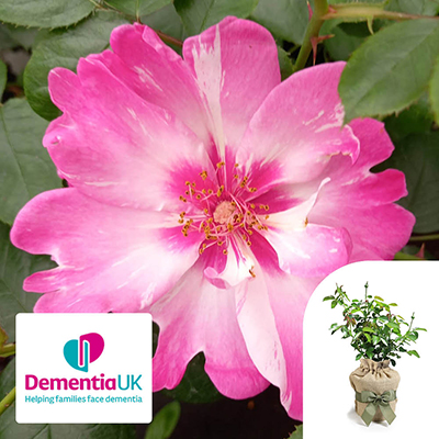 Gift Wrapped Harkness Rose 'Patricia Boe'