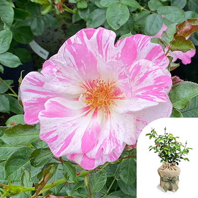 Harkness Roses - Gift Wrapped Oliver's Rose