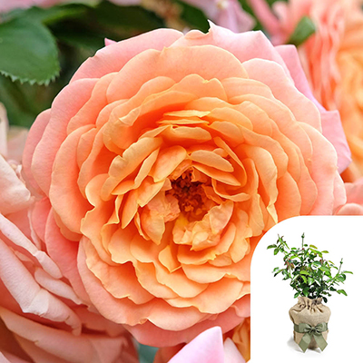Gift Wrapped Rose of the Year 2023 'Peach Melba'
