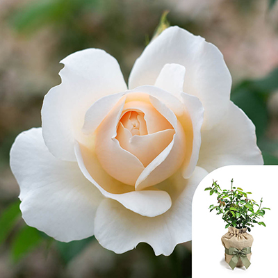 Harkness Roses - Gift Wrapped Joanne's Rose