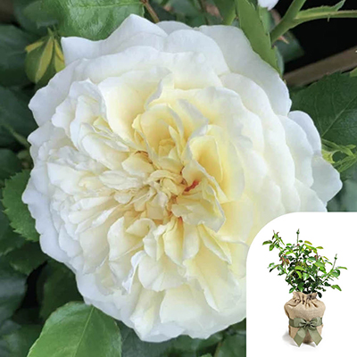 Harkness Roses - Gift Wrapped Isla's Rose