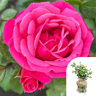 Gift Wrapped Rose 'Pink Perpetue'